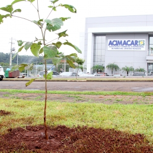 Ipê-rosa plantado no estacionamento da entidade, em junho